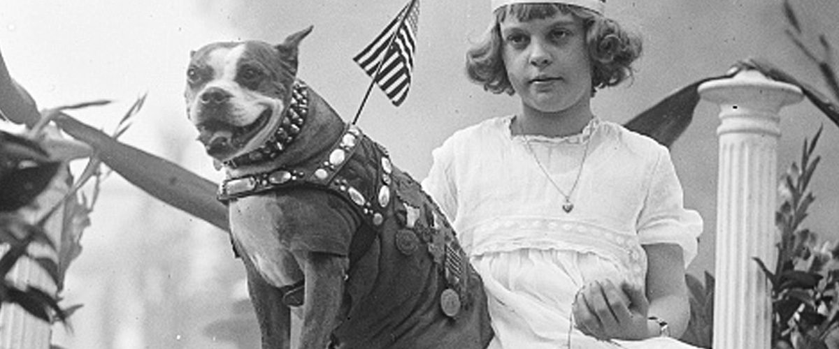 Sergent Stubby Le Chien Le Plus Décoré De La Première